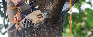 Reliable Prineville, OR Tree Services Solutions