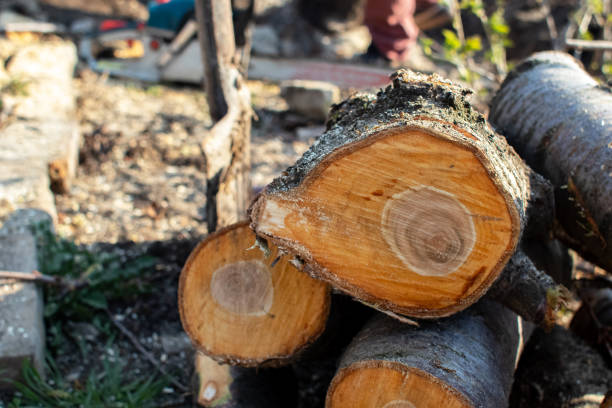 How Our Tree Care Process Works  in  Prineville, OR